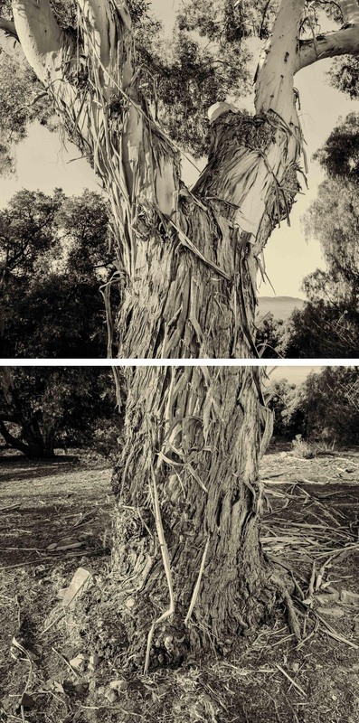 Eucalyptus Diptych, Ojai
