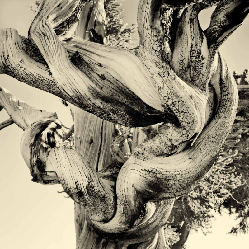 Bristlecone Pine #2-California