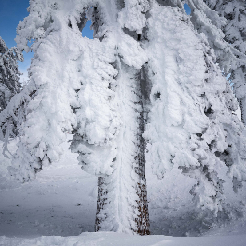 Storm Tree #2-Nevada