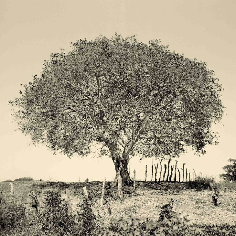 Tree with Fence-Mexico